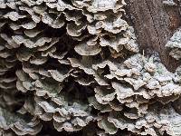 Trametes versicolor image