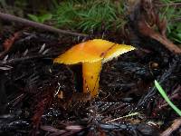 Hygrocybe chlorophana image