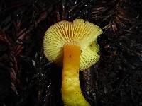 Hygrocybe chlorophana image