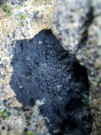 Hydropunctaria maura image