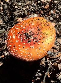 Amanita muscaria image