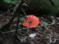 Amanita muscaria image