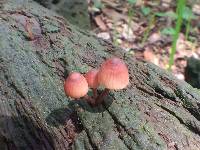 Mycena haematopus image