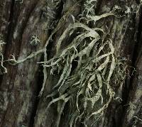 Ramalina subleptocarpha image