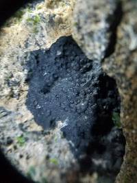 Hydropunctaria maura image