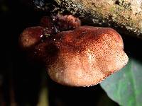 Polyporus hypomelanus image