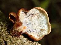 Polyporus hypomelanus image