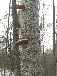 Piptoporus betulinus image