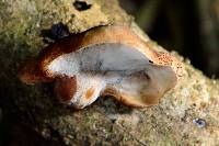 Polyporus hypomelanus image