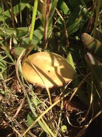 Agrocybe pediades image