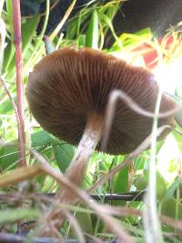 Agrocybe pediades image