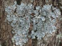 Punctelia subflava image