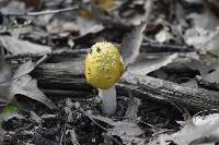 Amanita flavorubescens image