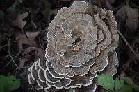 Trametes versicolor image