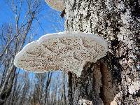 Ganoderma applanatum image