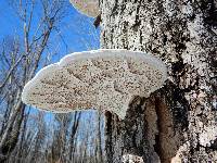 Ganoderma applanatum image