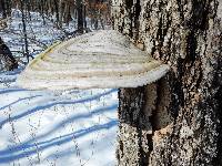 Ganoderma applanatum image