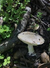 Leucoagaricus amanitoides image