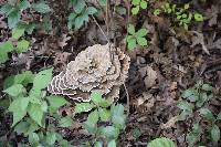 Trametes versicolor image