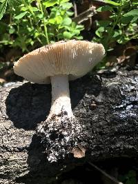 Leucoagaricus amanitoides image