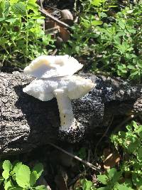 Leucoagaricus amanitoides image