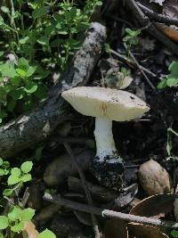 Leucoagaricus amanitoides image