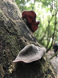 Auricularia cornea image