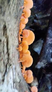 Favolaschia calocera image