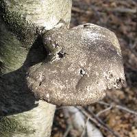 Fomitopsis betulina image