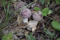 Tylopilus rubrobrunneus image