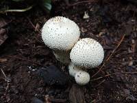 Lycoperdon perlatum image