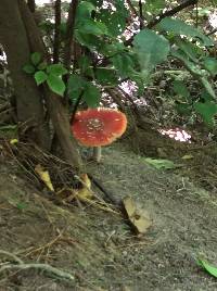Amanita muscaria image