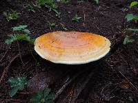 Ganoderma curtisii image