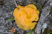 Tremella aurantia image