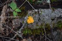 Tremella aurantia image