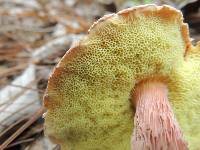 Boletellus russellii image