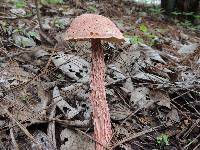 Boletellus russellii image