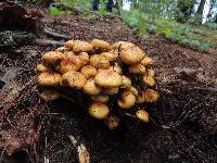 Pholiota aurivella image