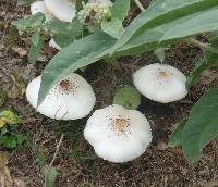 Chlorophyllum molybdites image