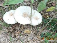 Chlorophyllum molybdites image