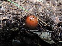 Calostoma cinnabarinum image