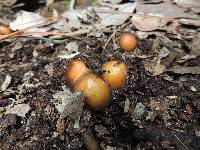 Calostoma cinnabarinum image