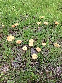 Agrocybe pediades image