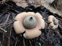 Geastrum saccatum image