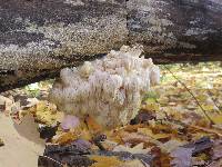 Hericium americanum image