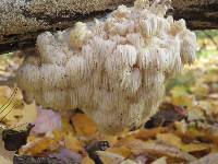 Hericium americanum image