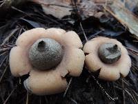 Geastrum saccatum image