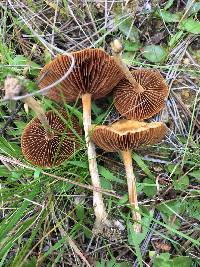 Agrocybe pediades image