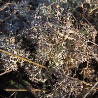 Cladonia rangiferina image