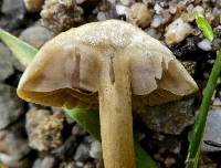 Agrocybe pediades image